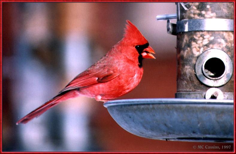 CassinoPhoto-JanuaryBird06-Northern Cardinal-on bird feeder.jpg