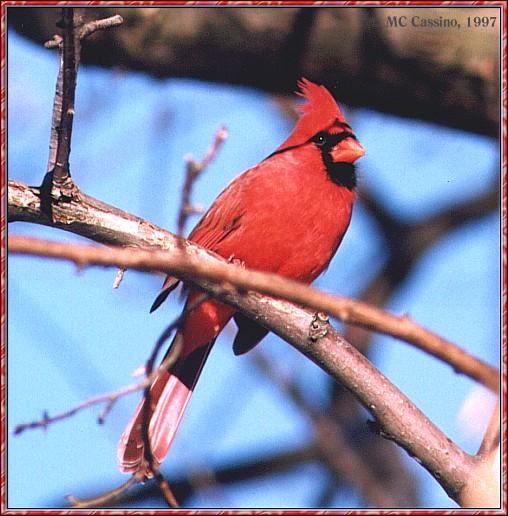 CassinoPhoto-JanuaryBird07-Northern Cardinal-perching on branch.jpg