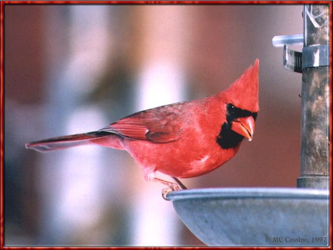 CassinoPhoto-JanuaryBird08-Northern Cardinal-on bird feeder.jpg
