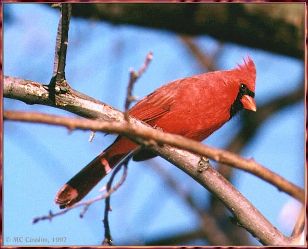 CassinoPhoto-JanuaryBird09-Northern Cardinal-perching on branch.jpg