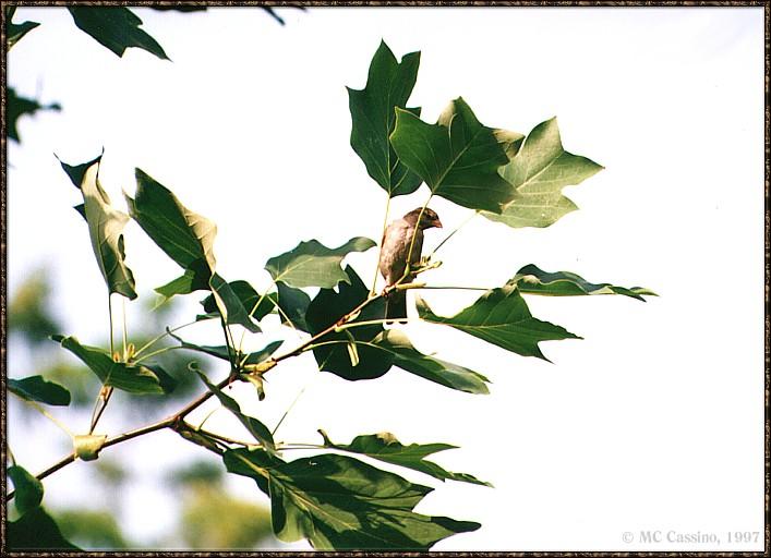 CassinoPhoto-JanuaryBird10-House Sparrow-perching on tree.jpg