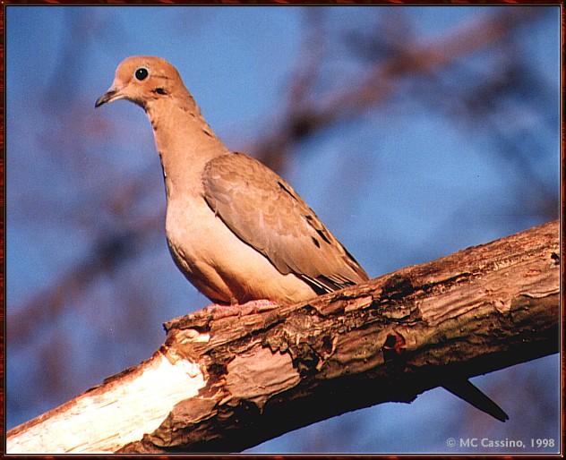 CassinoPhoto-JanuaryBird12-Mourning Dove-perching on branch.jpg