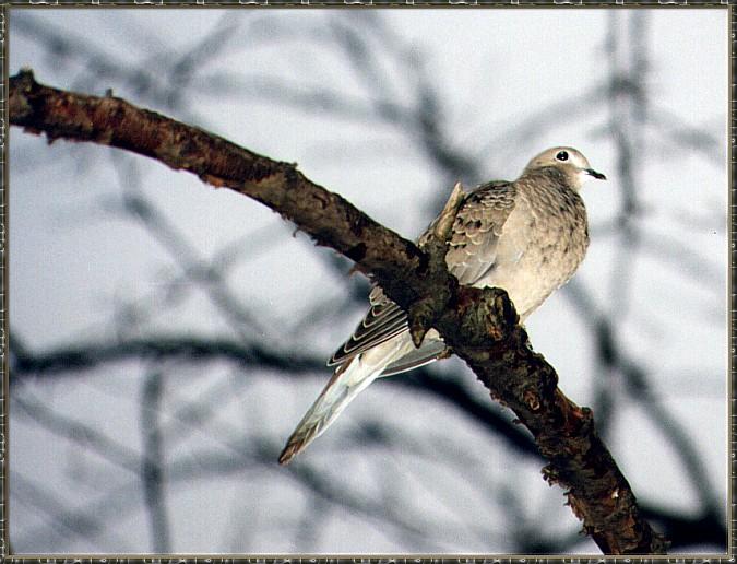 CassinoPhoto-JanuaryBird13-Mourning Dove-perching on branch.jpg