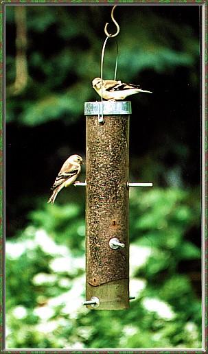 CassinoPhoto-JanuaryBird14-American Goldfinches-on bird feeder.jpg