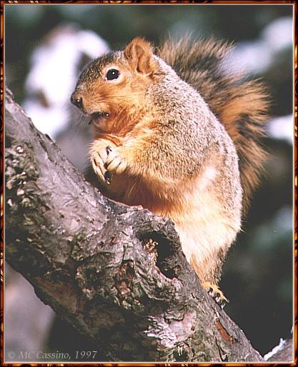 CassinoPhoto-January 1998-mb01-American Fox Squirrel-on tree.jpg