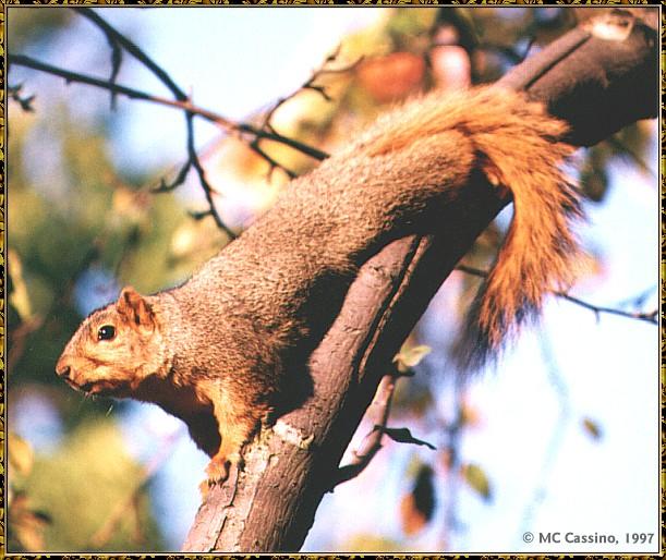 CassinoPhoto-January 1998-mb02-American Fox Squirrel-on tree.jpg
