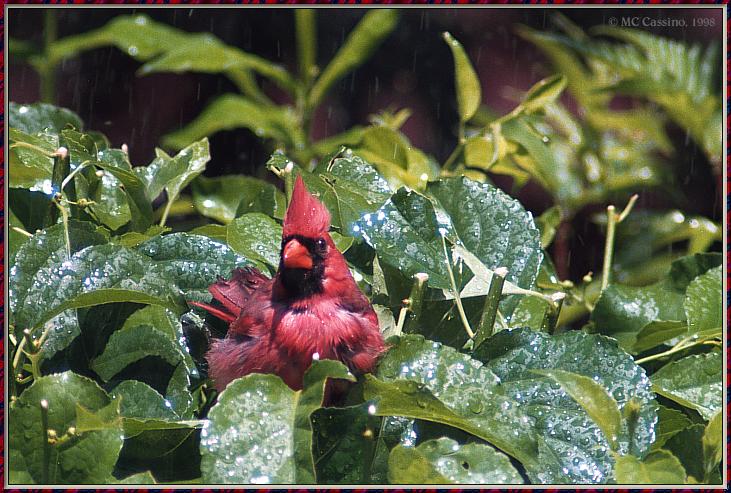 CassinoPhoto-June-Cardinal01-male sitting on leaves.jpg