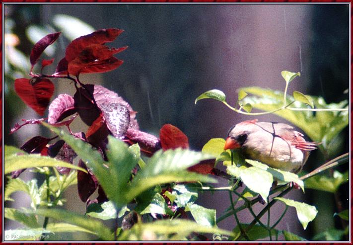 CassinoPhoto-June-Cardinal02-female sitting on branch.jpg