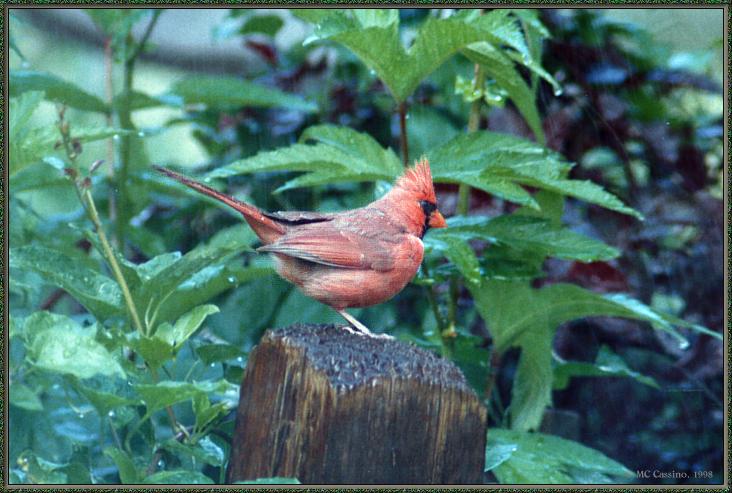CassinoPhoto-June-Cardinal03-male sitting on log.jpg