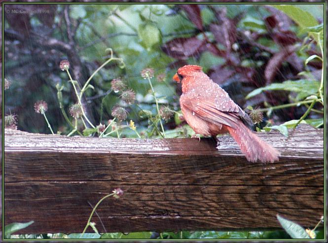 CassinoPhoto-June-Cardinal04-female on log in rain.jpg