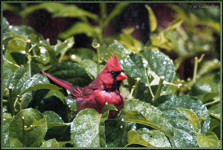 CassinoPhoto-June-Cardinal06-male sitting on leaves.jpg
