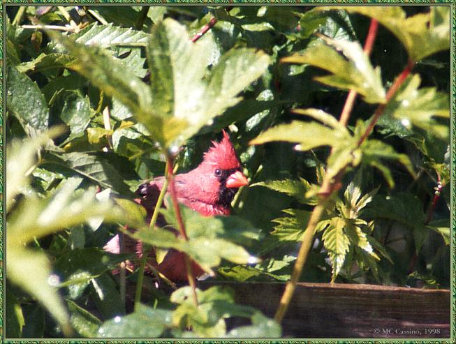 CassinoPhoto-June-Cardinal07-male sitting on leaves.jpg