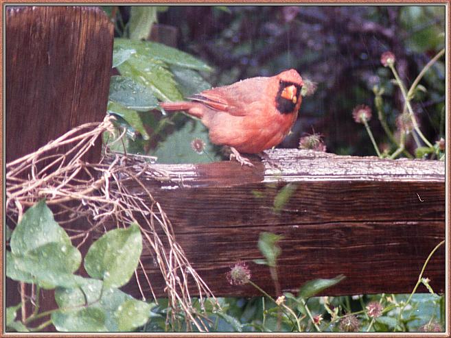 CassinoPhoto-June-Cardinal08-male sitting on log.jpg