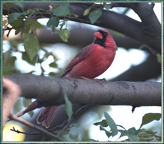 CassinoPhoto-June-Cardinal10-male perching on branch.jpg