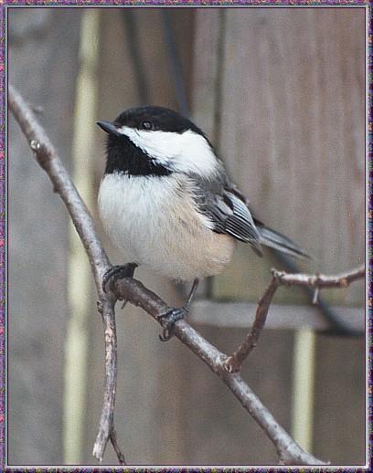 CassinoPhoto-MarchBird01-Black-capped Chickadee-perching on branch.jpg