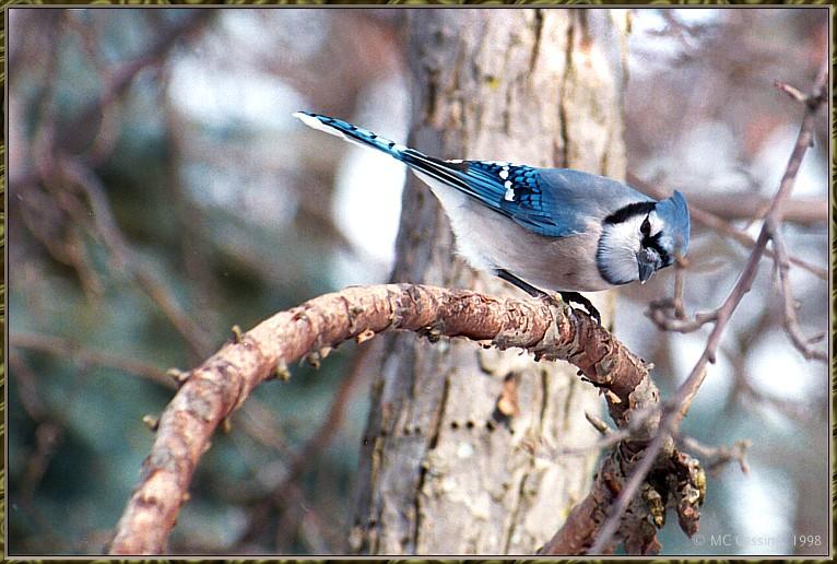 CassinoPhoto-MarchBird02-Blue Jay-perching on branch.jpg