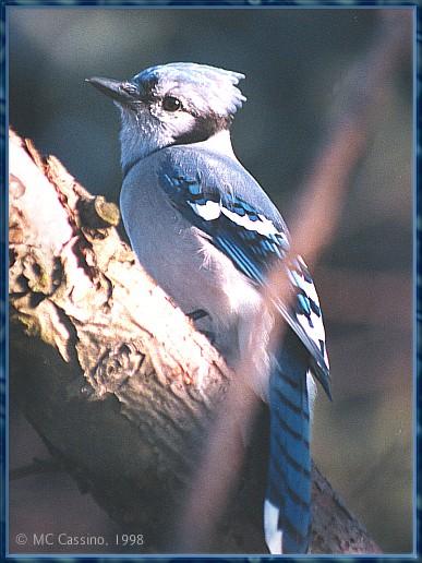 CassinoPhoto-MarchBird03-Blue Jay-perching on tree.jpg