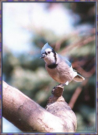 CassinoPhoto-MarchBird04-Blue Jay-perching on tree.jpg