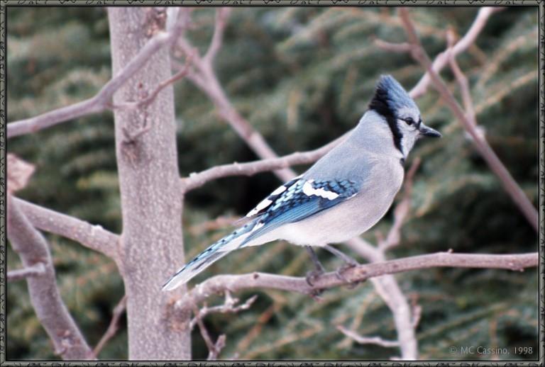 CassinoPhoto-MarchBird05-Blue Jay-perching on branch.jpg