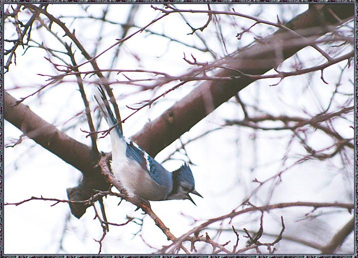 CassinoPhoto-MarchBird06-Blue Jay-perching on branch.jpg