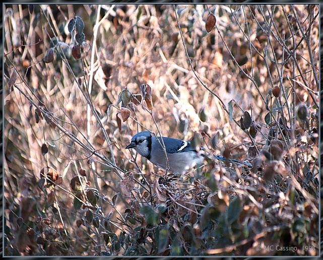 CassinoPhoto-MarchBird07-Blue Jay-perching on tree.jpg