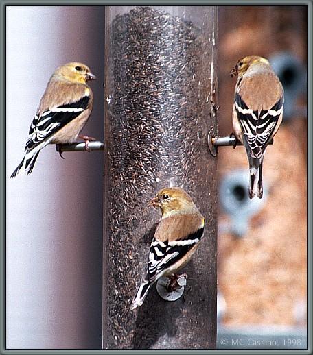 CassinoPhoto-MarchBird08-American Goldfinches-perching on bird feeder.jpg