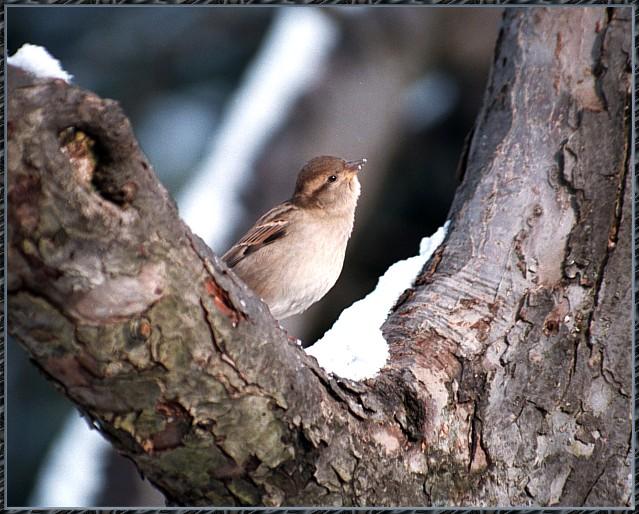 CassinoPhoto-MarchBird14-House Sparrow-singing on tree.jpg