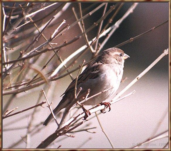 CassinoPhoto-MarchBird15-House Sparrow-perching on branch.jpg