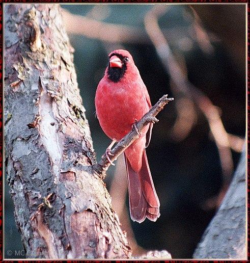 CassinoPhoto-MarchBird16-Cardinal-male perching on branch.jpg