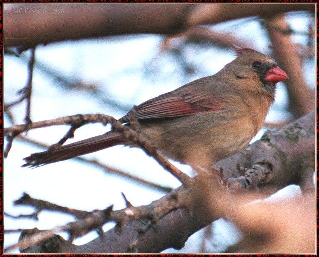 CassinoPhoto-MarchBird17-Cardinal-female perching on branch.jpg