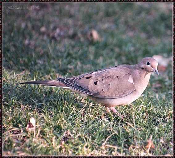 CassinoPhoto-MarchBird18-Mourning Dove-foraging on grass.jpg