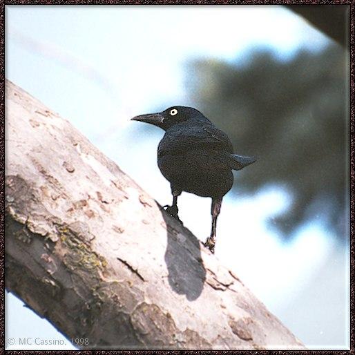 CassinoPhoto-MarchBird19-Common Grackle-crawling on trunk.jpg