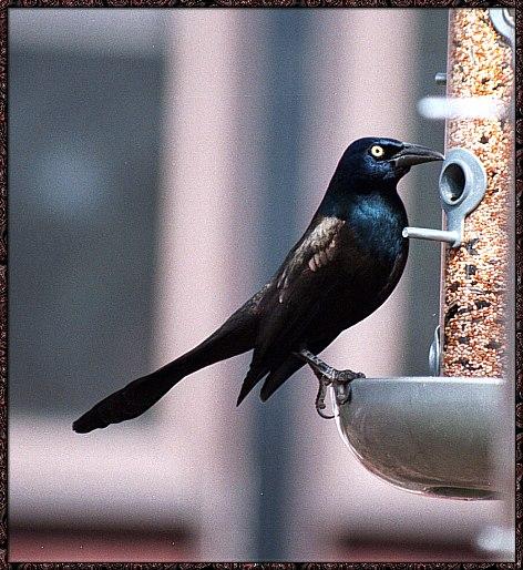 CassinoPhoto-MarchBird20-Common Grackle-feeding on feeder.jpg