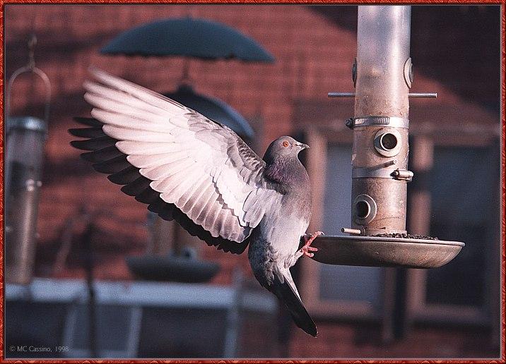 CassinoPhoto-MarchBird21-Rock Dove-landing on bird feeder.jpg