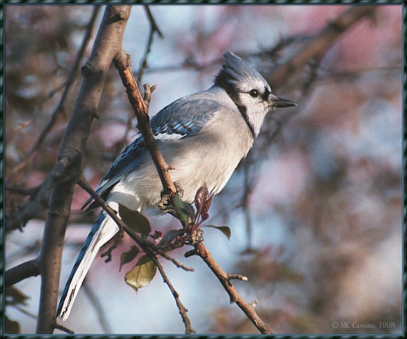 CassinoPhoto-MayBird01-Blue Jay-perching on branch.jpg