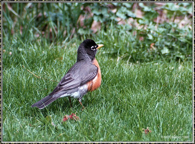 CassinoPhoto-MayBird02-American Robin-standing on grass.jpg