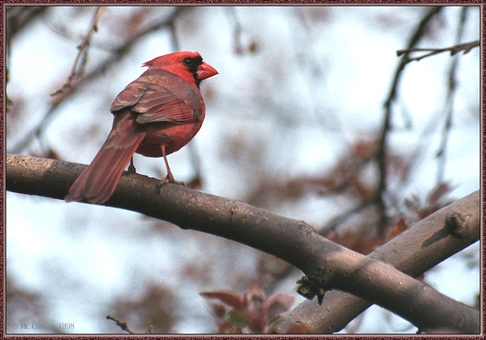CassinoPhoto-MayBird03-Cardinal-male perching on branch.jpg