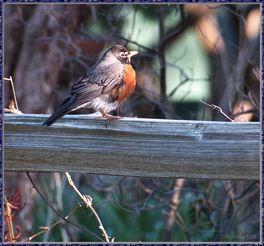 CassinoPhoto-MayBird04-American Robin-perching on log bar.jpg