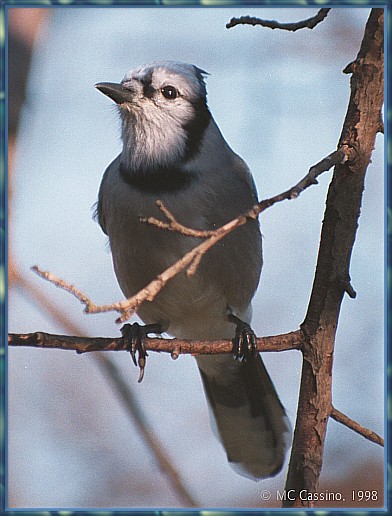 CassinoPhoto-MayBird05-Blue Jay-perching on branch.jpg