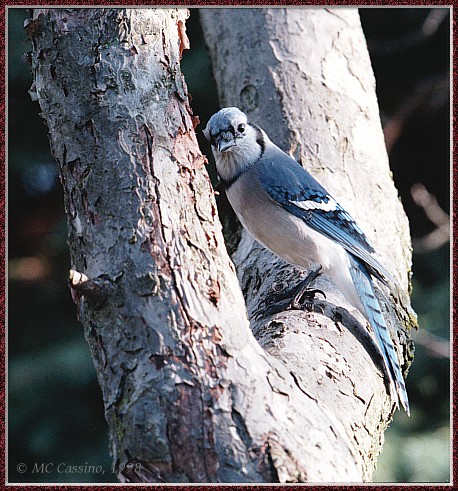 CassinoPhoto-MayBird07-Blue Jay-perching on tree.jpg