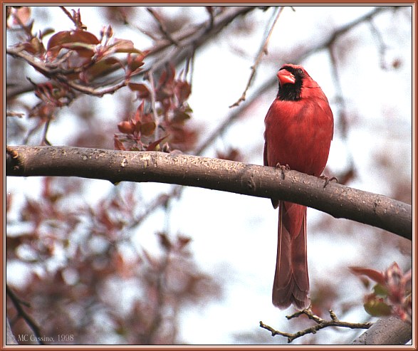 CassinoPhoto-MayBird10-Cardinal-male perching on branch.jpg