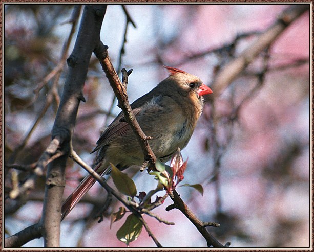 CassinoPhoto-MayBird11-Cardinal-female perching on branch.jpg