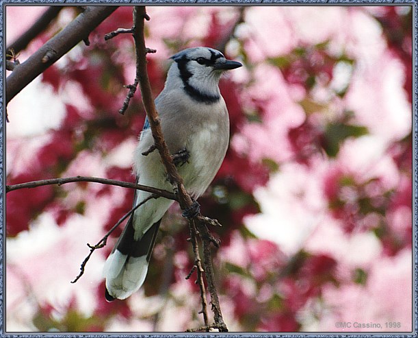 CassinoPhoto-MayBird12-Blue Jay-perching on branch.jpg