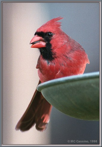 CassinoPhoto-MayBird14-Cardinal-male sitting on disk-closeup.jpg