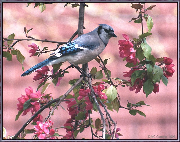CassinoPhoto-MayBird15-Blue Jay-perching on branch.jpg