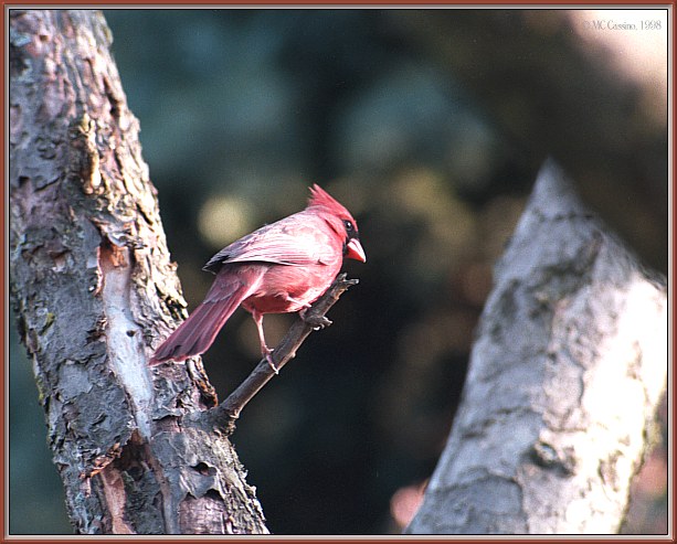 CassinoPhoto-MayBird16-Cardinal-male perching on branch.jpg