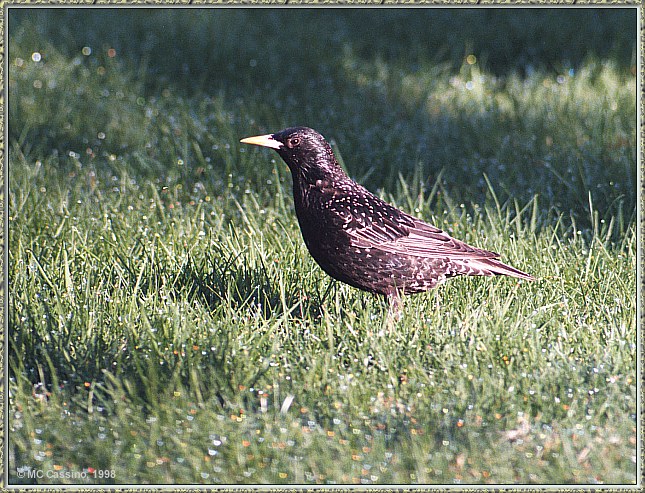 CassinoPhoto-MayBird17-Common Starling-standing on grass.jpg