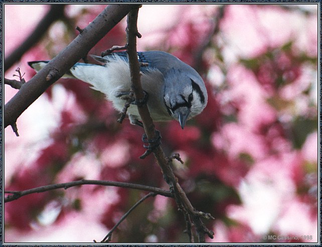 CassinoPhoto-MayBird18-Blue Jay-perching on branch.jpg