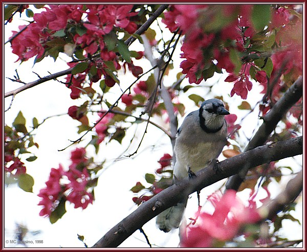 CassinoPhoto-MayBird19-Blue Jay-perching on branch.jpg