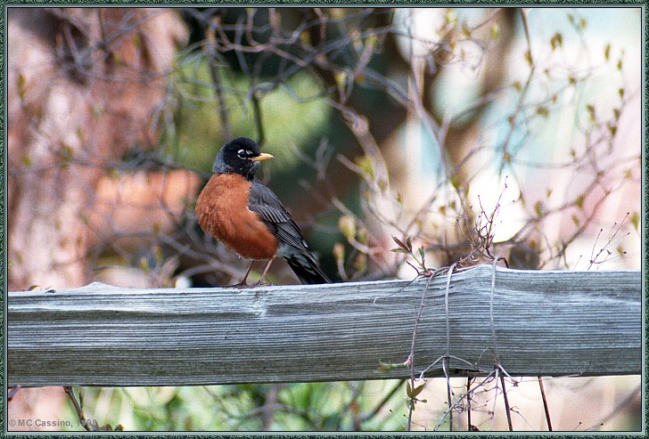 CassinoPhoto-MayBird20-American Robin-perching on log bar.jpg
